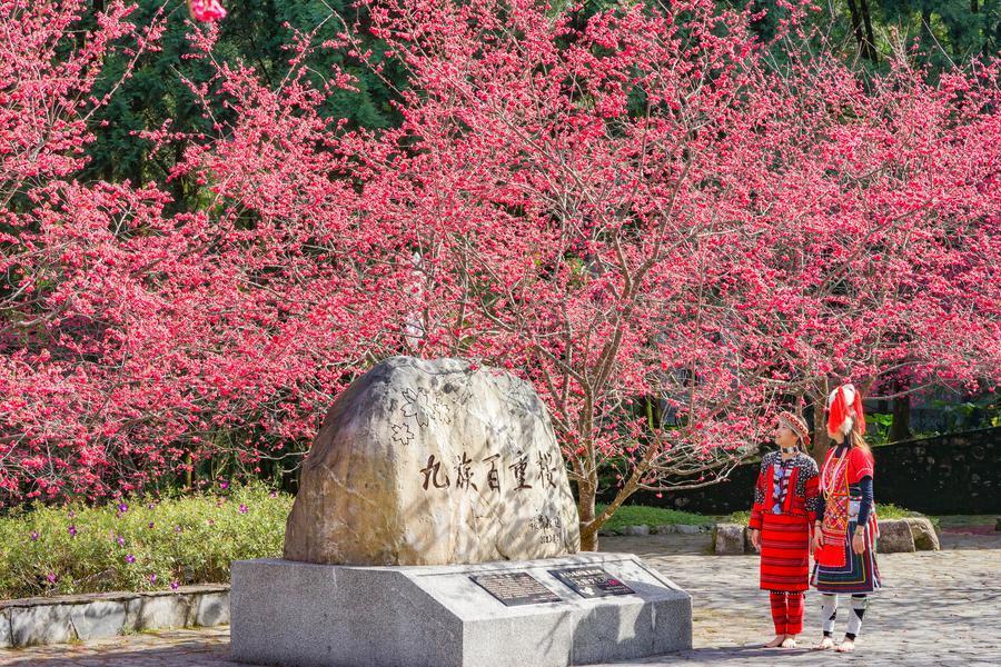 五星奢享雲品酒店、賞櫻名所～九族文化村櫻盛會、綠琉璃地母廟一泊二食二日