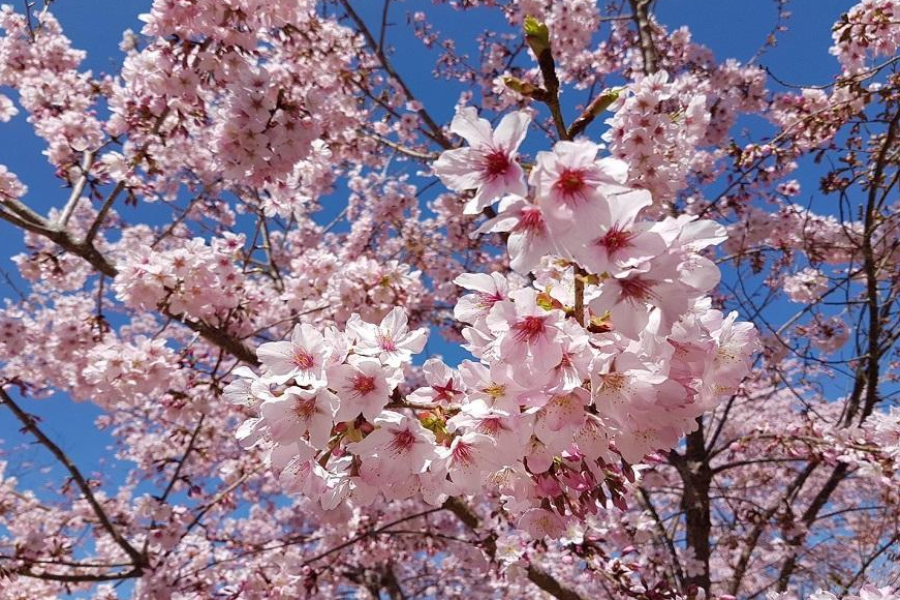 【落櫻繽紛】中巴陵櫻木花道、恩愛農場、巴陵古道生態園區一日