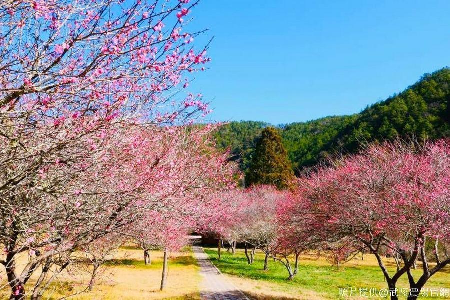 【武陵雙饗宴】武陵農場梅香、粉嫩山櫻花、冬日暖心足湯、礁溪微風溫泉二日