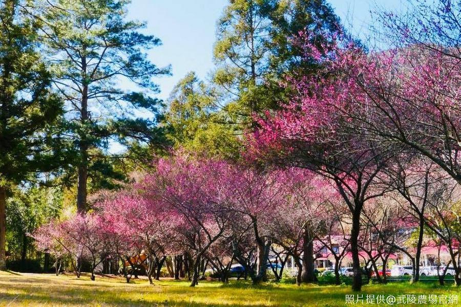 武陵農場梅櫻爭妍、天送埤五分車、蔥餅DIY、獨享美人湯、礁溪捷絲旅二日