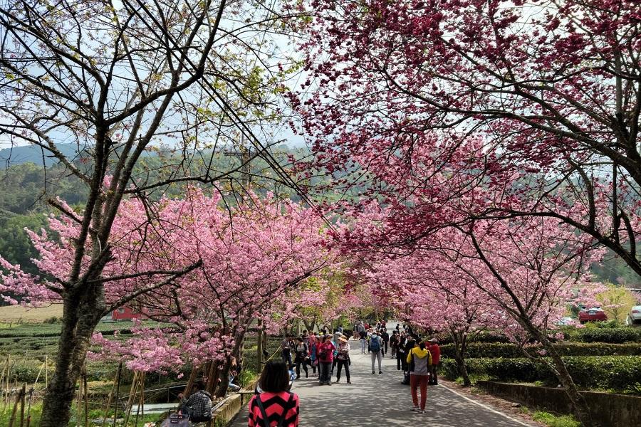 【櫻花香會】美豔櫻花開滿谷、草坪頭群花爭豔賞櫻賞山景一日遊