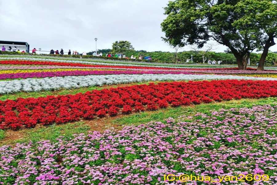 【台北花仙子】陽明山櫻花季、三層崎花毯、北投地熱谷、六福萬怡二日遊