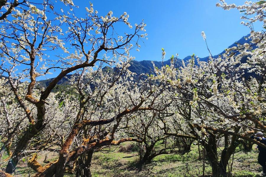 山中李花漫雪浪漫行、阿里山巨木森呼吸、翠綠抹茶二尖山、梅山風味餐二日