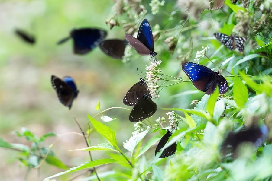 【讓世界看見高雄】百萬級夢幻紫蝶幽谷、大崗山一線天、躍上國際月世界二日