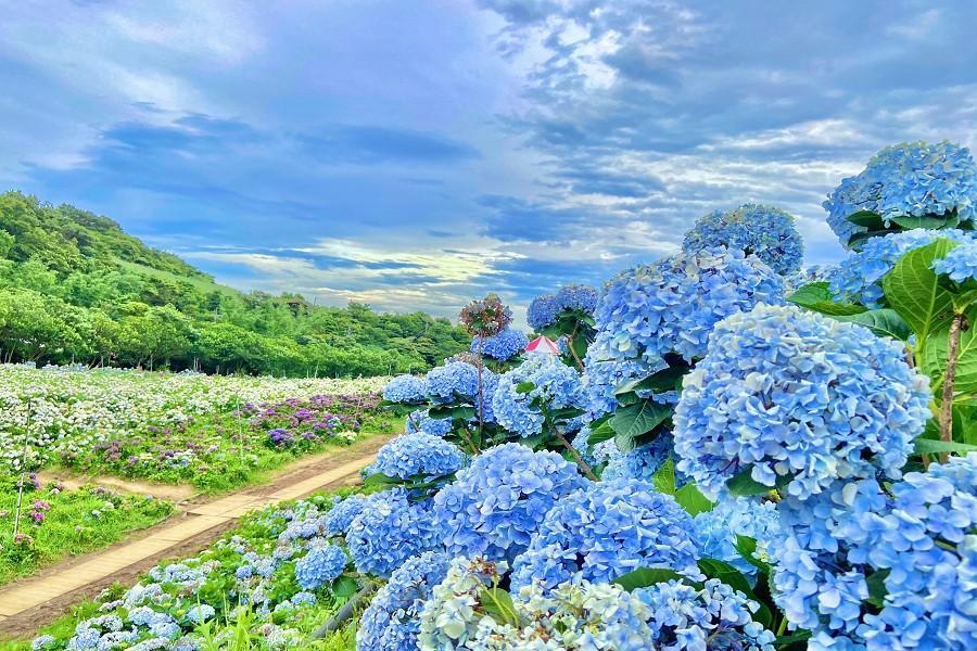 【白日煙花繡球季】千坪繡球花海、九份山城、忘憂谷海景步道、北海岸一日遊