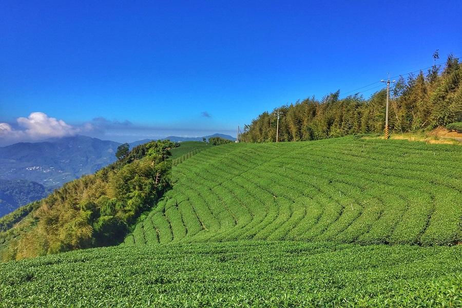 【綠色芬芳】瑞里群山茶園美景、綠色竹林隧道、山產野菜茶風味餐料理一日遊