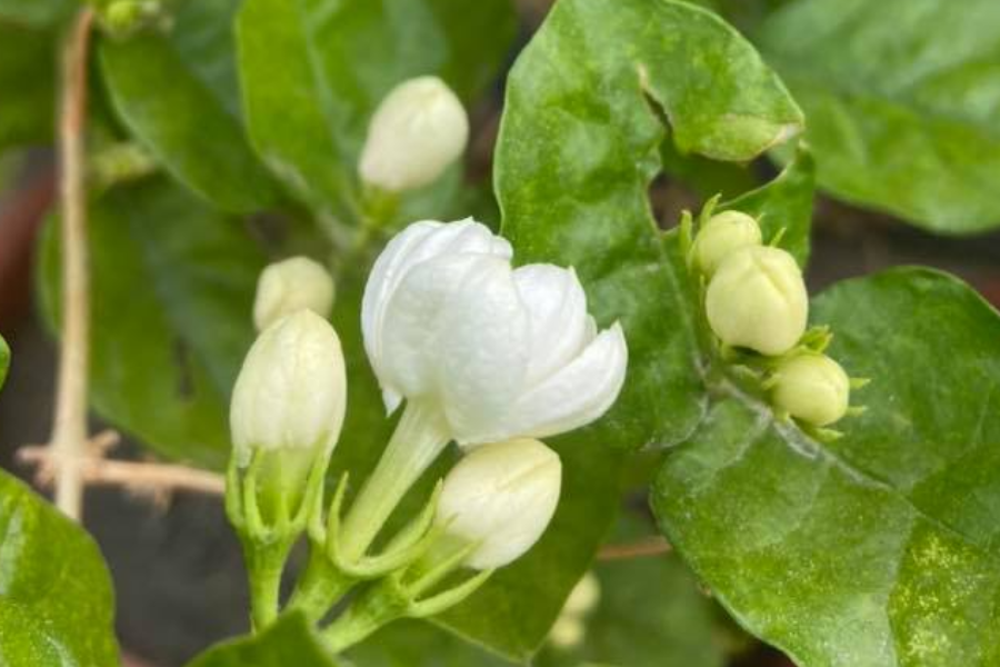 【愛上雪霸】汶水遊客中心、洗水坑豆腐街、茉莉花夢想館、逢甲吃美食二日遊