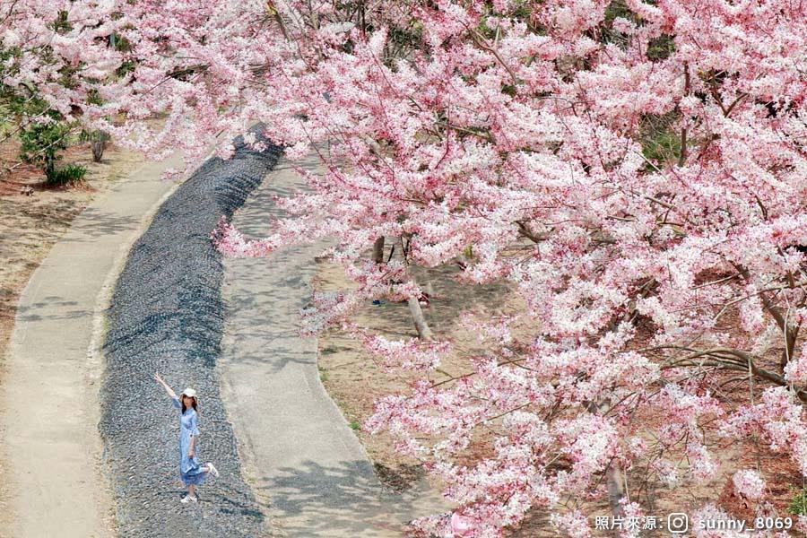 【粉紅棉花糖】夢幻粉嫩阿拉伯花旗木、竹崎花仙子步道、嘉義湖美商展二日