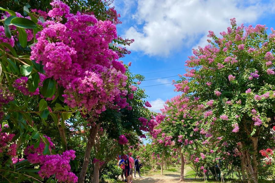 【繽紛紫薇】歐法紫薇花隧道、峨嵋環湖步道、北埔老街一日遊