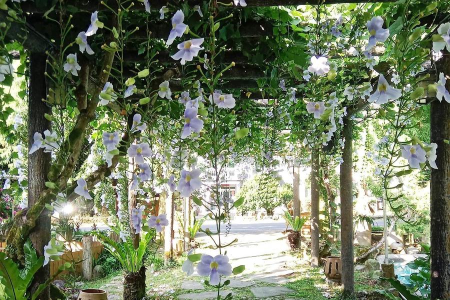 盛夏蘭陽~鮮採旺旺鳳梨、螃蟹冒泡湧泉、浪漫紫色垂簾鄧伯花隧道一日