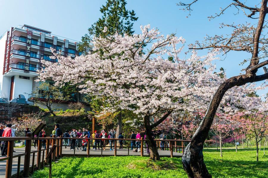 百年秘境月台十字路車站、阿里山櫻花林、原民小徑來吉步道、山城奮起湖二日
