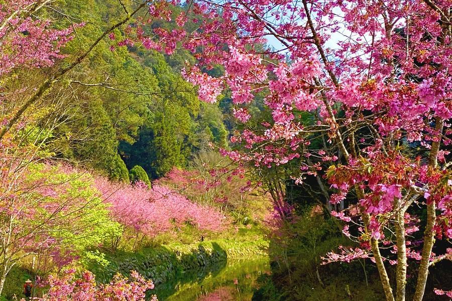 【醉美櫻花】鳳凰333粉紅隧道、杉林溪河岸櫻花、松瀧瀑布二日遊