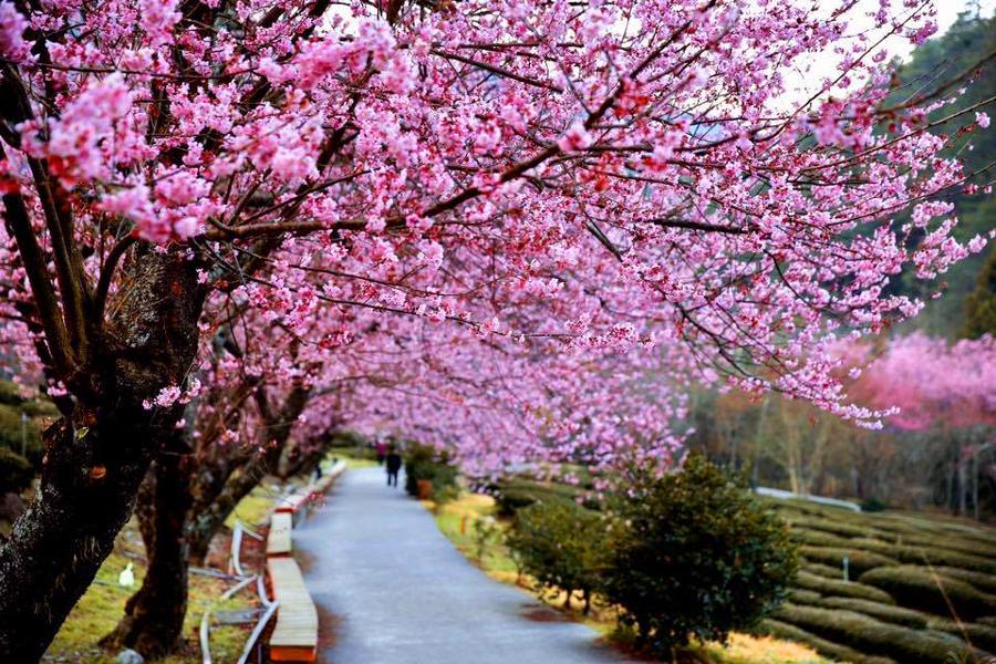 【春之饗宴】粉色武陵花爭豔、漫遊梅花湖、葛瑪蘭之星溫泉飯店三日遊