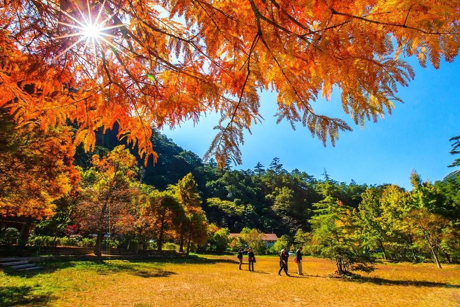 秋楓漫舞武陵農場、保力達B花園、窯烤PIZZA、網美鞦韆唯美落羽松二日
