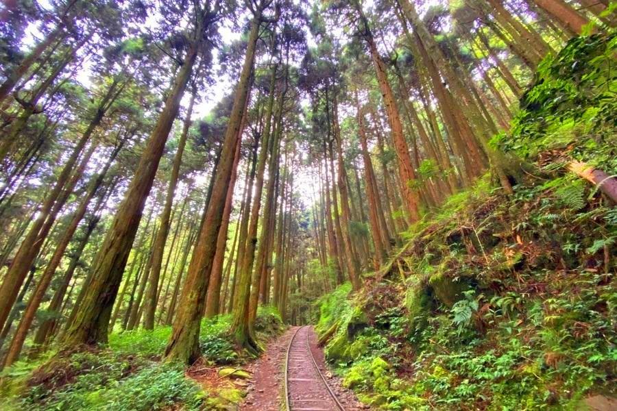 【自然森林浴】特富野清幽森林鐵路古道、豐富林相生態一日遊