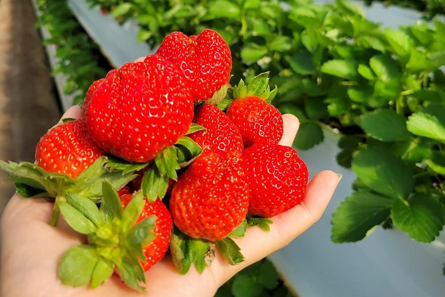 【莓好時光】採草莓、草莓奶酪、擂茶DIY、鳳崎落日、龍貓隧道一日