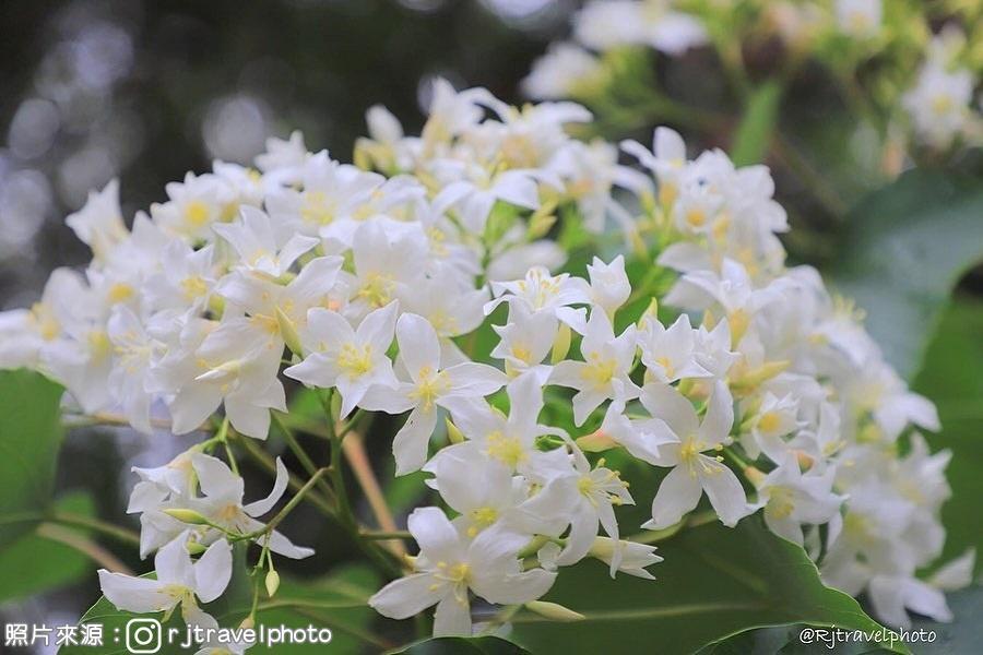 【桐聚美地】荷包公園雪白花舞步道、虎尾民俗技藝、糖廠園區一日遊-屏東