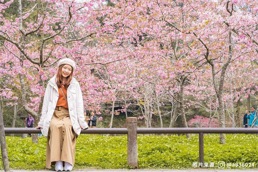 【阿里山花季專車】繽紛山林養生芬多精、粉嫩櫻花嬌貴紫藤一日遊_楠梓出發