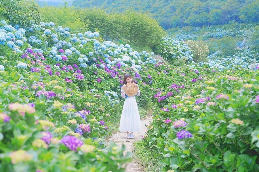 【繡球花開】萬坪繽紛繡球花海、夢幻石門貝殼廟、富貴角燈塔極北風光一日