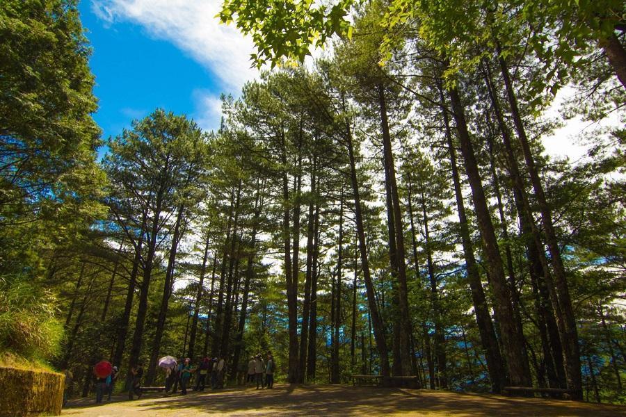 大雪山森林浴～神木步道、八卦山參佛道、國漫館、萬豪集團Moxy酒店二日