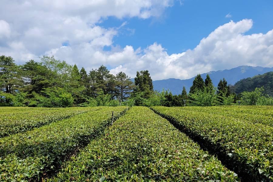 福壽山鴛鴦湖、梨山茶香楓之谷、雪霸櫻花鉤吻鮭、礁溪風華渡假美人湯三日