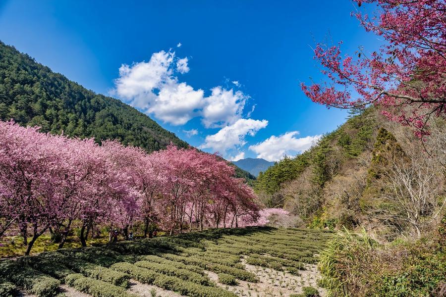 福壽山鴛鴦湖、梨山茶香楓之谷、雪霸櫻花鉤吻鮭、礁溪風華渡假美人湯三日