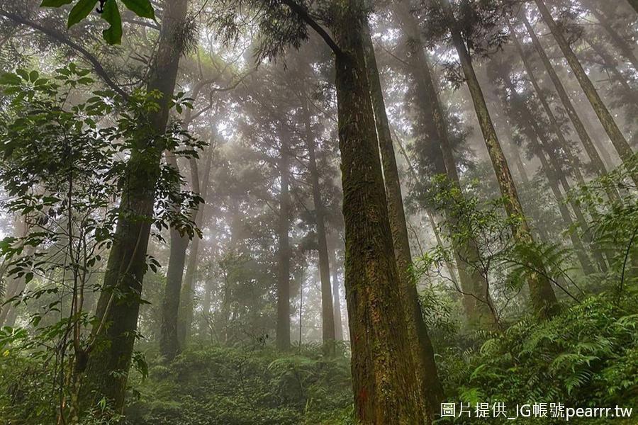 【北橫杉林】東眼山漫步森呼吸、角板山行館園區、形象商圈一日遊