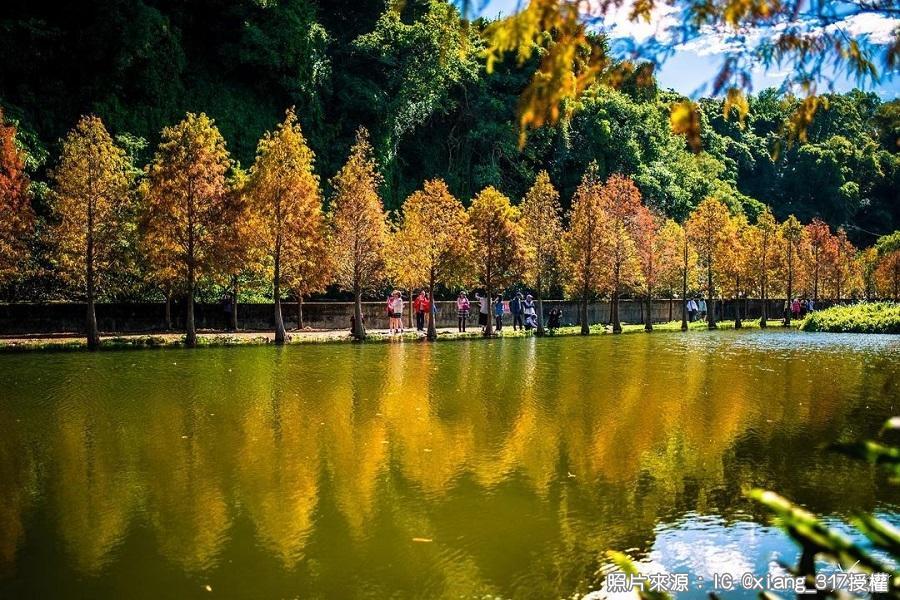 【北橫秋妝】慈湖公園楓紅、小烏來天空步道、落羽松仙境、桃園和逸飯店二日