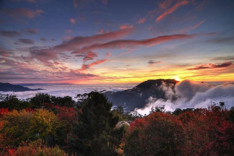 【楓柳瀟灑】大雪山鐵杉雲葉森林浴場、紅毯楓葉雲海、古蹟戶羽機關車二日遊