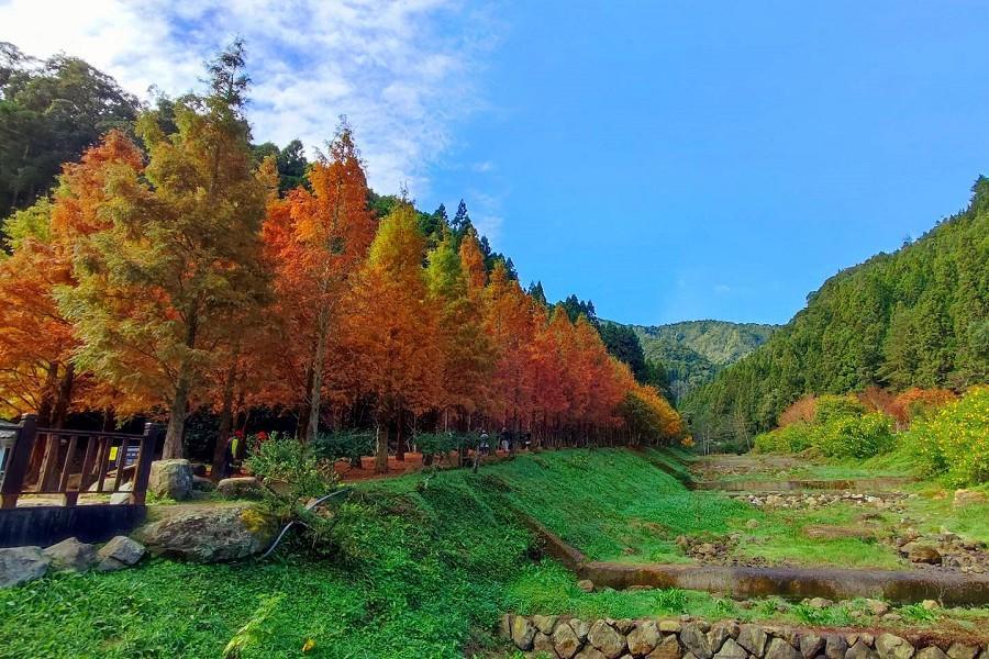 【楓留財祉】杉林溪楓紅步道黃金水杉林、百年神蹟紫南宮、瀑布森林浴二日遊