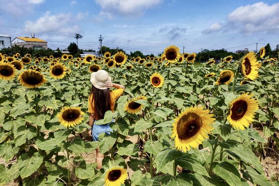 【夏日燦爛】黃金向日葵花海、葵花籽冰淇淋、微醺五酒桶步道、草漯沙丘一日