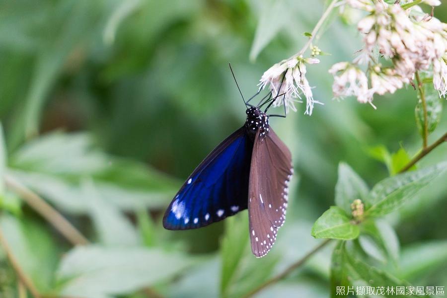 【旗蝶幻舞】紫蝶幽谷、蕉城老街、田寮月世界、台鉅美妝1日