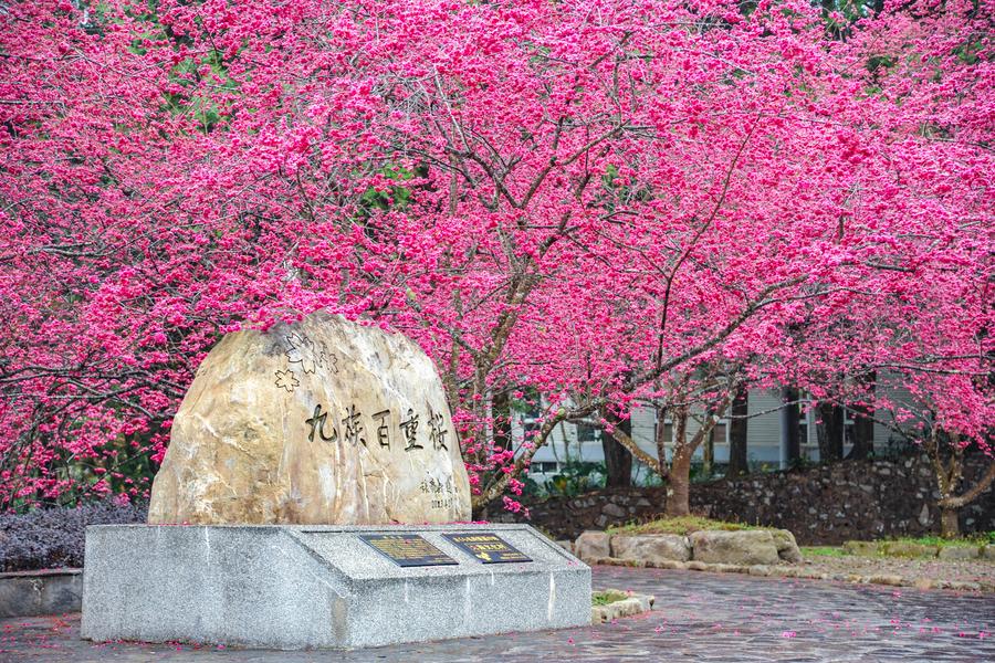 【九族櫻花季】日月潭湖景纜車、歐風書牆城堡、築夢紙教堂、漫步鯉魚潭二日