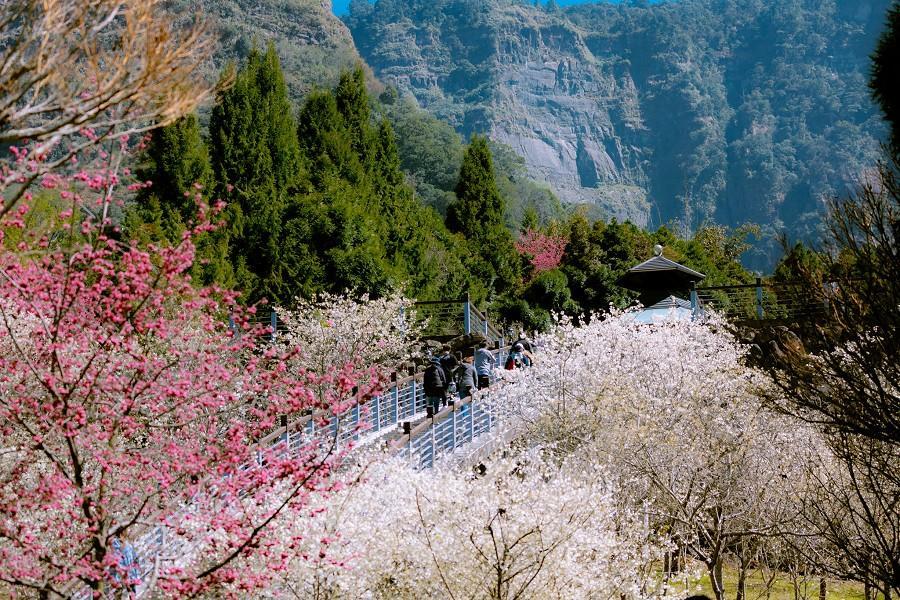 【塔山仙境】寒溪呢人文叡地白櫻大道、阿里山小奈良、蘭潭環潭步道雲嘉二日