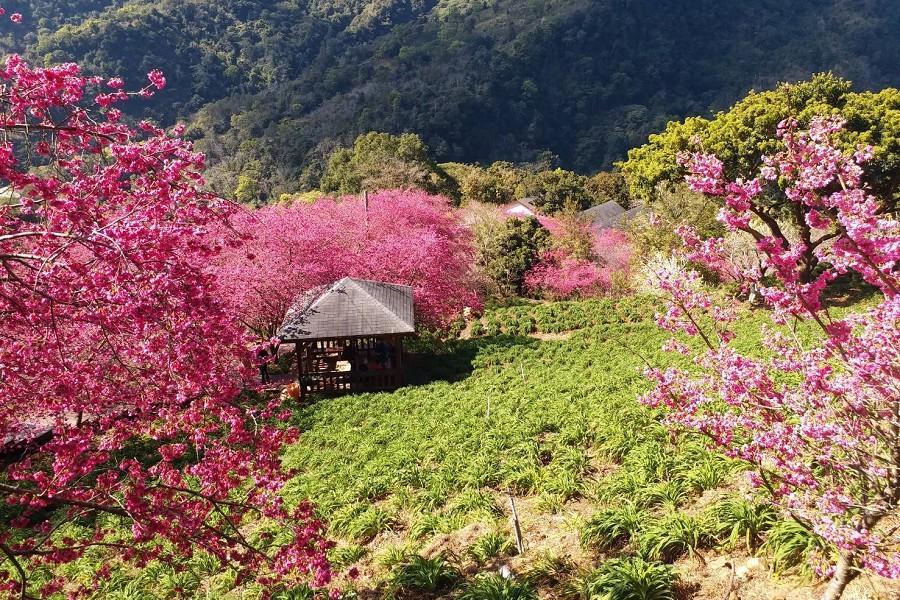 沐心泉粉紅櫻花隧道、中社鬱金香花海、大湖草莓季、日式風情谷關溫泉二日遊