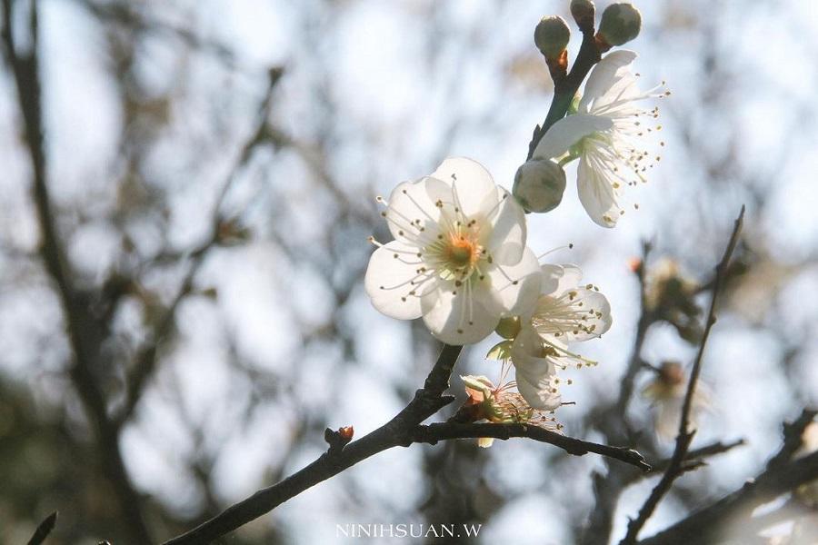 【三千梅景齊飄香】梅山公園.月影潭心漫步蘭潭.迷霧松境落羽松一日