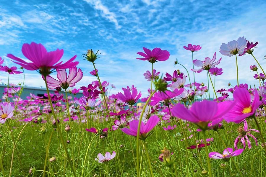 【花現美濃】花海彩繪大地、旗山老街、佛陀紀念館、喬本生醫一日