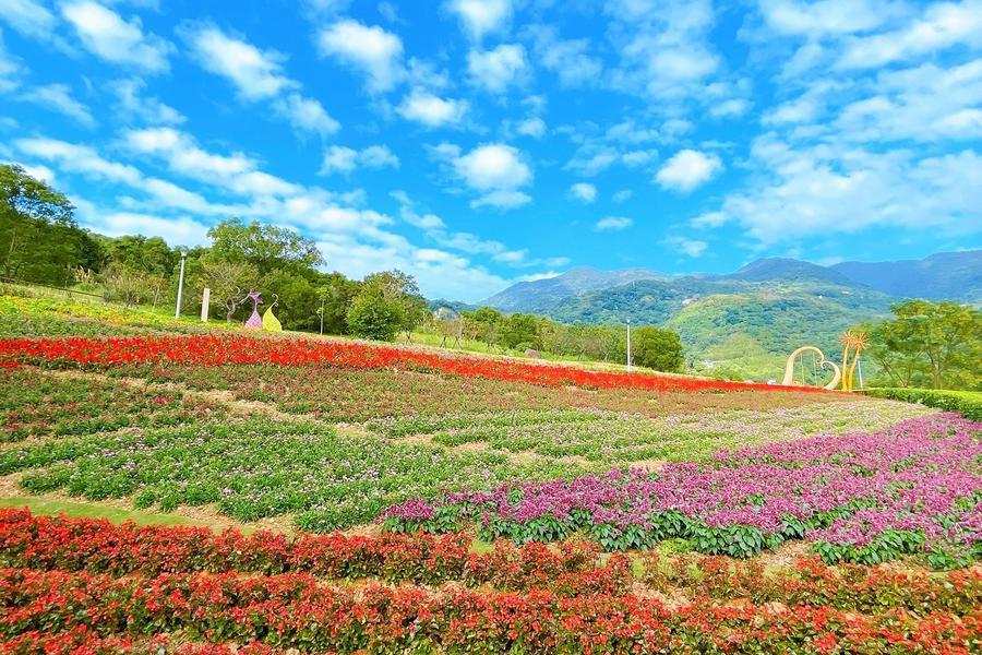 【台北花兒嬌】陽明山花季、三層崎花毯、北投地熱谷、漢普頓二日遊