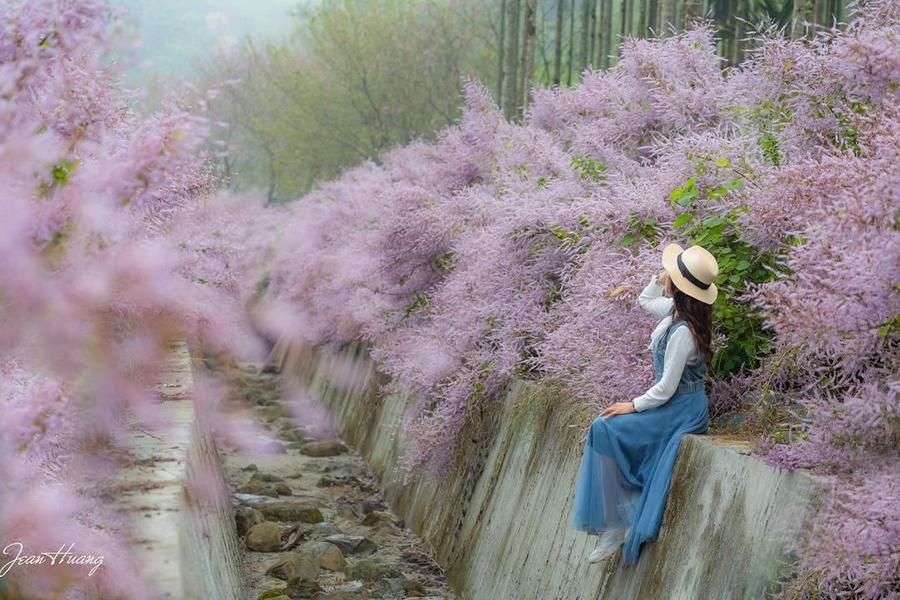 絕美麝香花秘境～青山坪農場、繽紛九重葛花海牆、田中森林公園登山步道二日