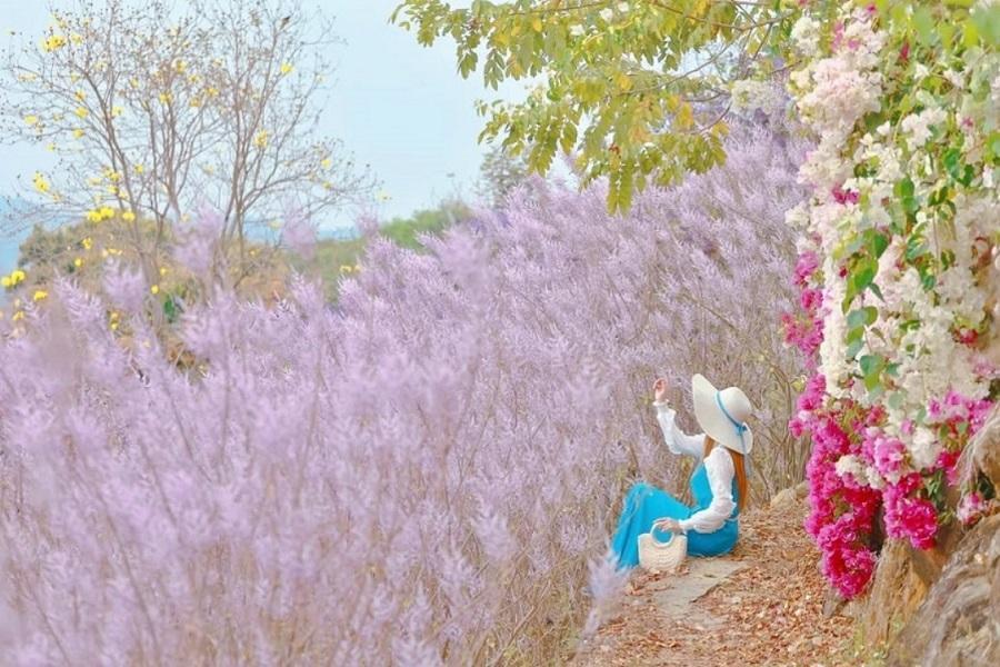 絕美麝香花秘境2.0～瑰蜜甜心園、九重葛花海牆、田中森林公園步道二日