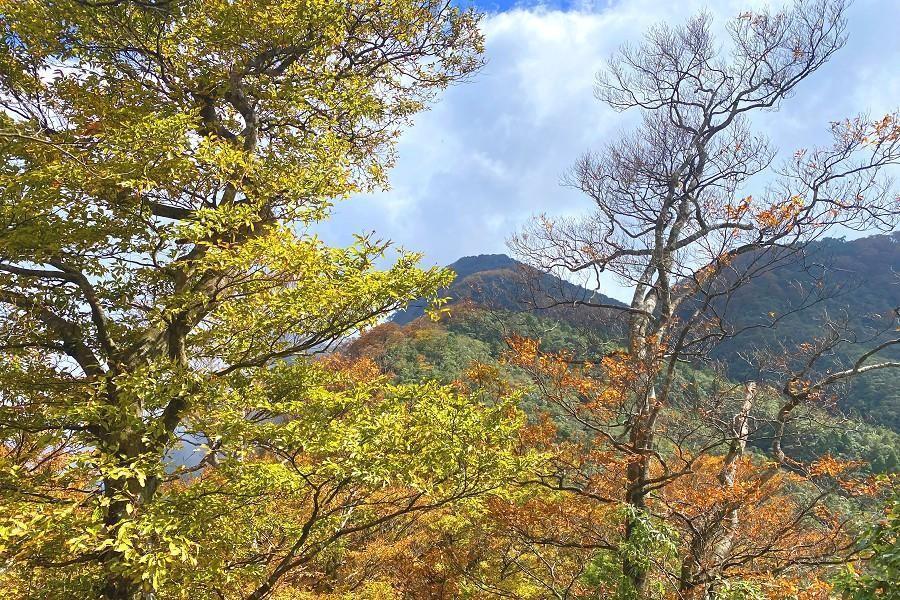 【綠色旅遊】太平山、香草菲菲、傳藝遊河、採銀柳、雙煙波三日遊