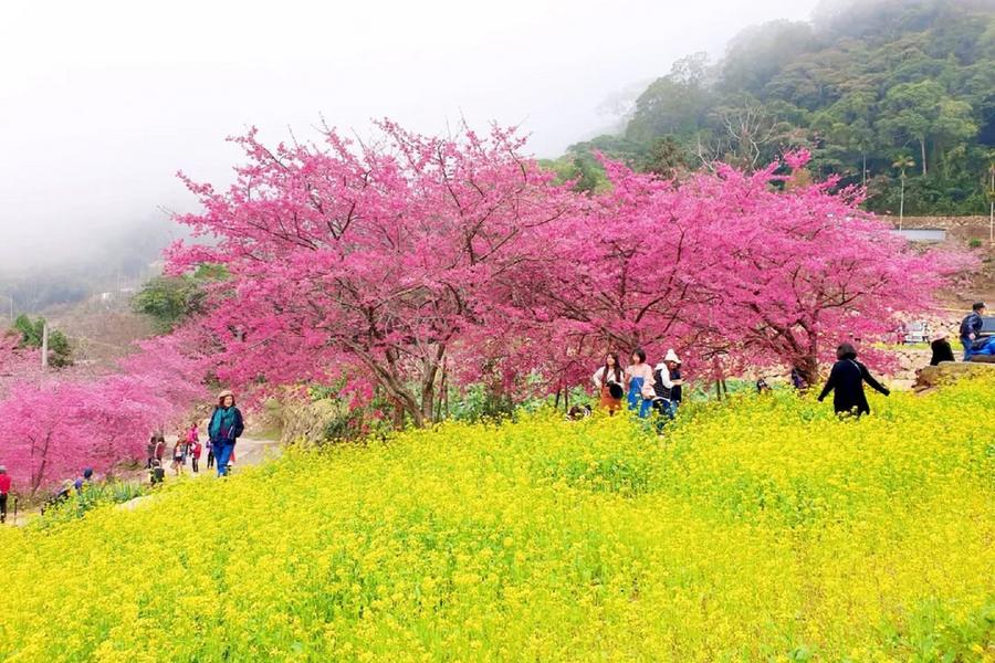 阿本農場賞櫻、黃花粉櫻夢幻同框、藤山步道、落羽松環湖、南投一泊二食二日