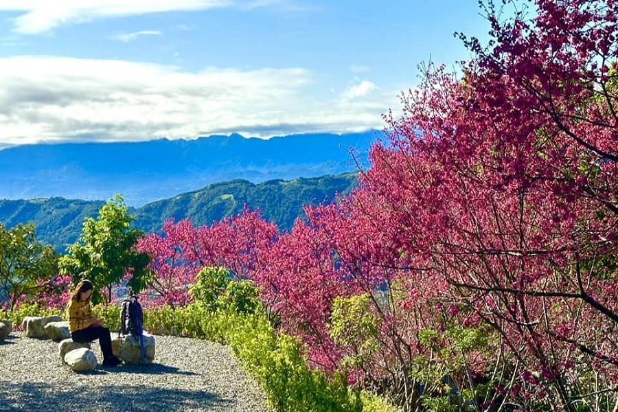 【唯美櫻花林秘境】燈篙林道粉嫩櫻花道、望林找龜、礁溪微風溫泉二日遊