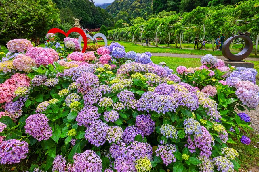 杉林溪花開時，牡丹紫藤/繡球花、全新勤美術館、猴探井天空之橋二日