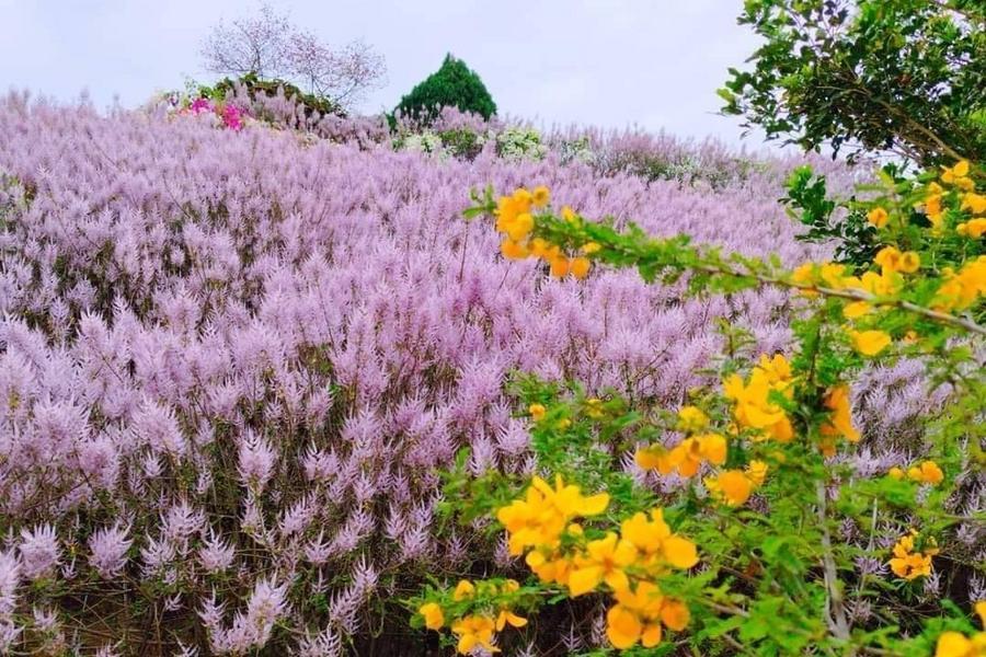 【粉紅毛茸茸】麝香木花海、竹編媽祖、林圮埔老街、綠色隧道一日