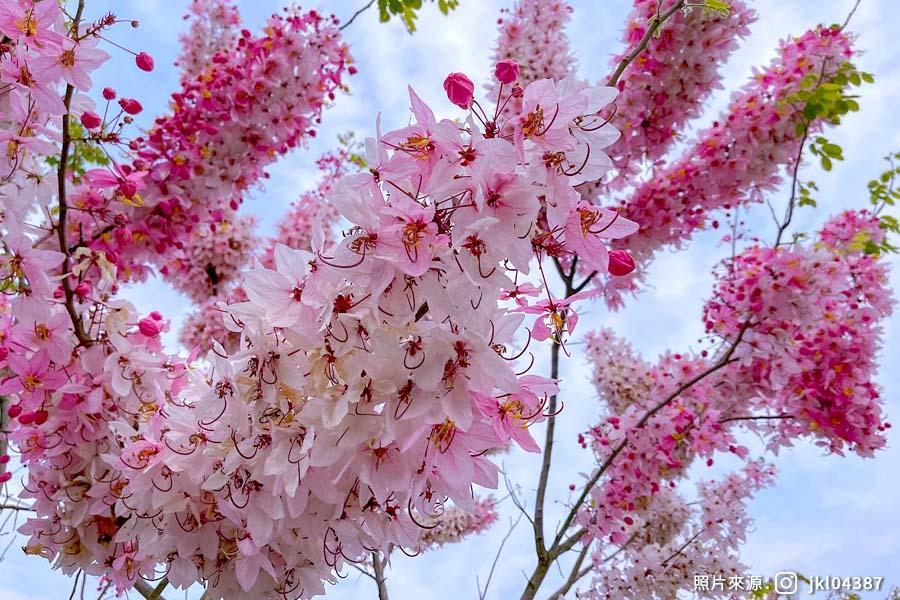 【嘉義粉紅桃花雨】阿拉伯粉紅村、竹崎天空步道花旗木、圓仔林桐花二日