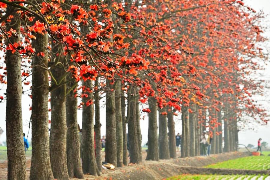 【橘紅秧田秘境】竹塘木棉道、芳苑燈塔、王者之弓橋、王功漁港一日遊