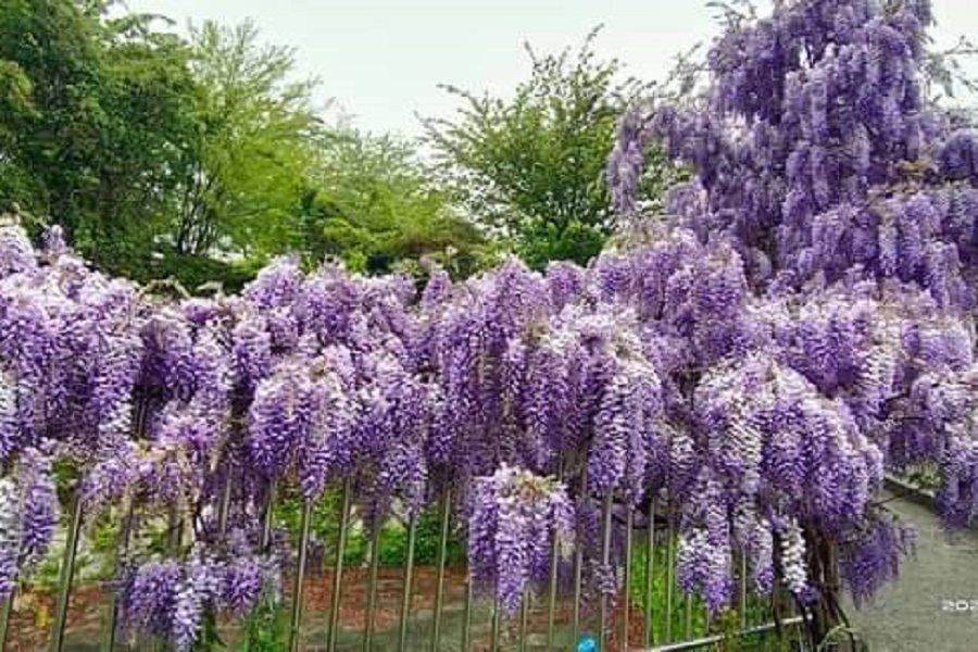 【紫色花瀑】浪漫紫藤花季、阿里山春櫻、全台最高錫葉藤花牆、太平雲梯三日