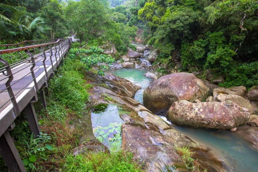 【森鐵風華】阿里山瑞里森呼吸、圓潭自然生態、網美巃仔尾夢幻茶園步道三日