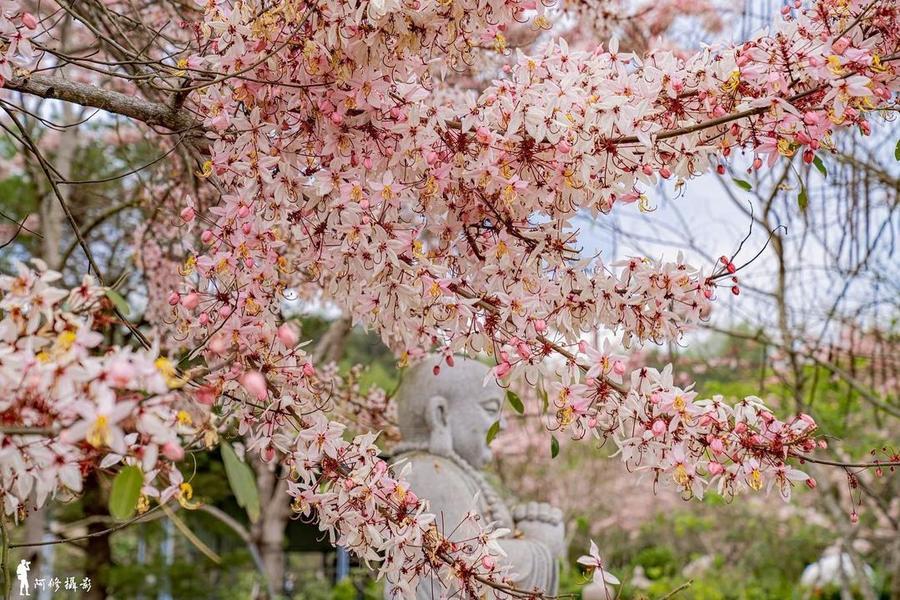 【那瑪SHINE舞螢光】那瑪賞螢、部落市集、天台山花旗木、旗山老街一日